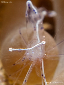 Eyes of transparent shrimp. by Stéphane Primatesta 